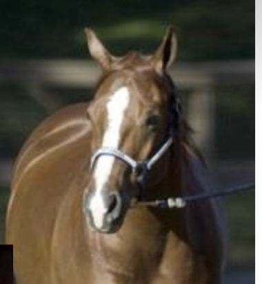 <p>What facial marking is this?</p>