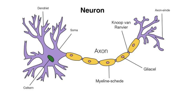 <p><span>Een axon is een <strong>lange vezel </strong>die <strong>uit</strong> het <strong>cellichaam </strong>komt. Elk neuron heeft maar <strong>één axon,</strong> die <strong>heel lang</strong> kan zijn (soms zelfs 1 meter) en <strong>weinig vertakkingen</strong> heeft. Het axon <strong>vervoert impulsen van het cellichaam af.</strong></span></p>