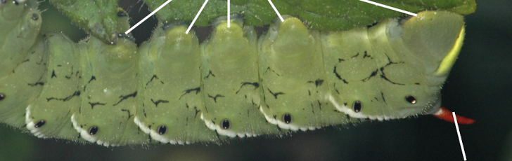 <p>a hardened bump found in a sphinx moth caterpillar</p>