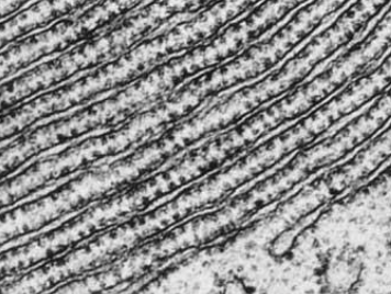 <p>series of flattened membrane bound compartments called cisternae, continuous membrane with nuclear envelope, ribosomes on surface, packages proteins from ribosomes into vesicles</p>