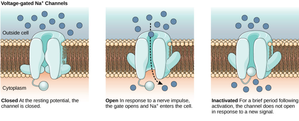 <p>Sodium ions enter the membrane through a channel during the depolarization phase of the action potential. </p><p>The sodium ions entering the cell diffuse to neighboring sides of the channel (<strong>local current</strong>). </p><p>The Na+ ions move through the local current to bring their positive charge to the neighboring regions, so the neighboring membrane potential rise from the resting potential of -70 mV (until it rises to above -50 mV). The voltage-gated sodium channels open if it reaches that threshold. </p><p>The process is repeated, causing a wave of action potentials along the neuron membrane. </p>