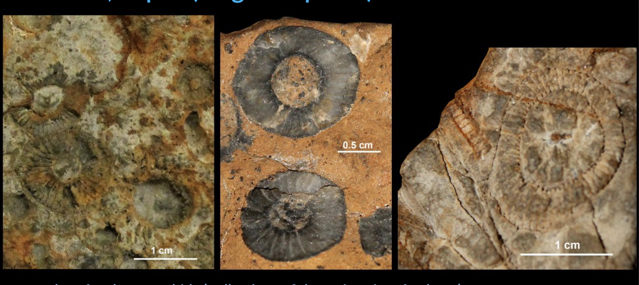 <p>Archaeocyathids : Key morphological features </p><ul><li><p>OUTER wall </p></li><li><p>INNER wall </p></li><li><p>SEPTA (sing = septum) </p></li><li><p>INVERVALLUM </p></li></ul><p></p>