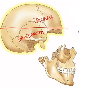 <ol><li><p>Calvaria: dome-like roof (‘skullcap’)</p></li><li><p>Basicranium / Cranial Base: floor</p></li></ol>