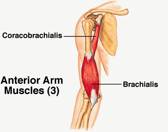 <p><strong>origin:</strong> coracoid process of scapula</p><p><strong>insertion:</strong>medial aspect of humeral shaft (humerus)</p><p><strong>innervation: </strong>musculocutaneous n (C5-C7)</p><p><strong>action:</strong> flex and adduct arm</p>