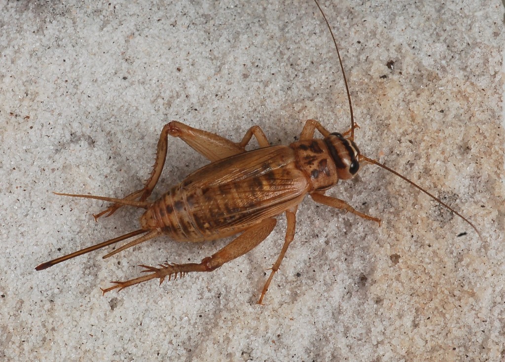 <ol><li><p>Three-segmented tarsi</p></li><li><p>Tympanum located on front tibia</p></li><li><p>Thread-like antennae&nbsp;&nbsp;as long or longer than body</p></li></ol><p></p>