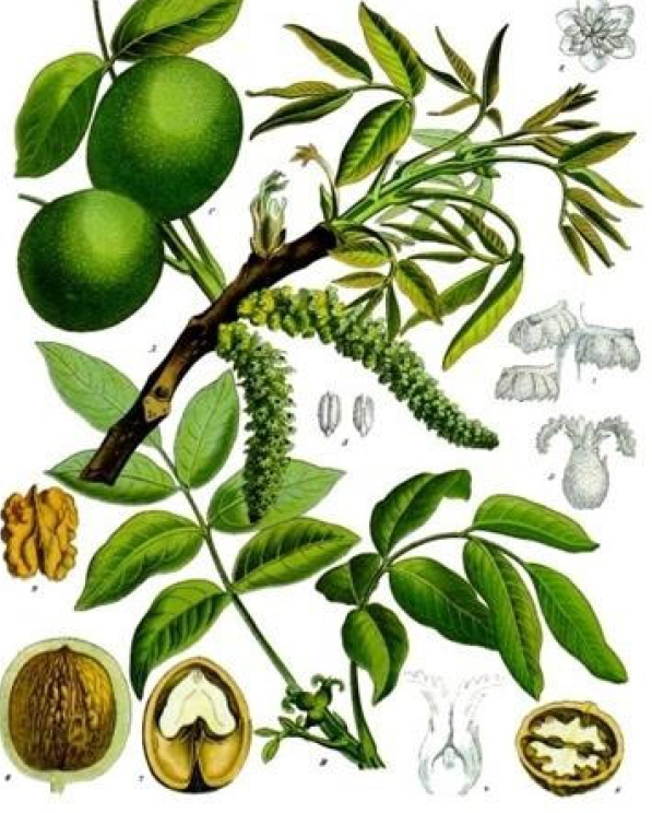 Which woody dicot family has compound leaves, flowers in catkins, and nut fruits in an aromatic husk? 