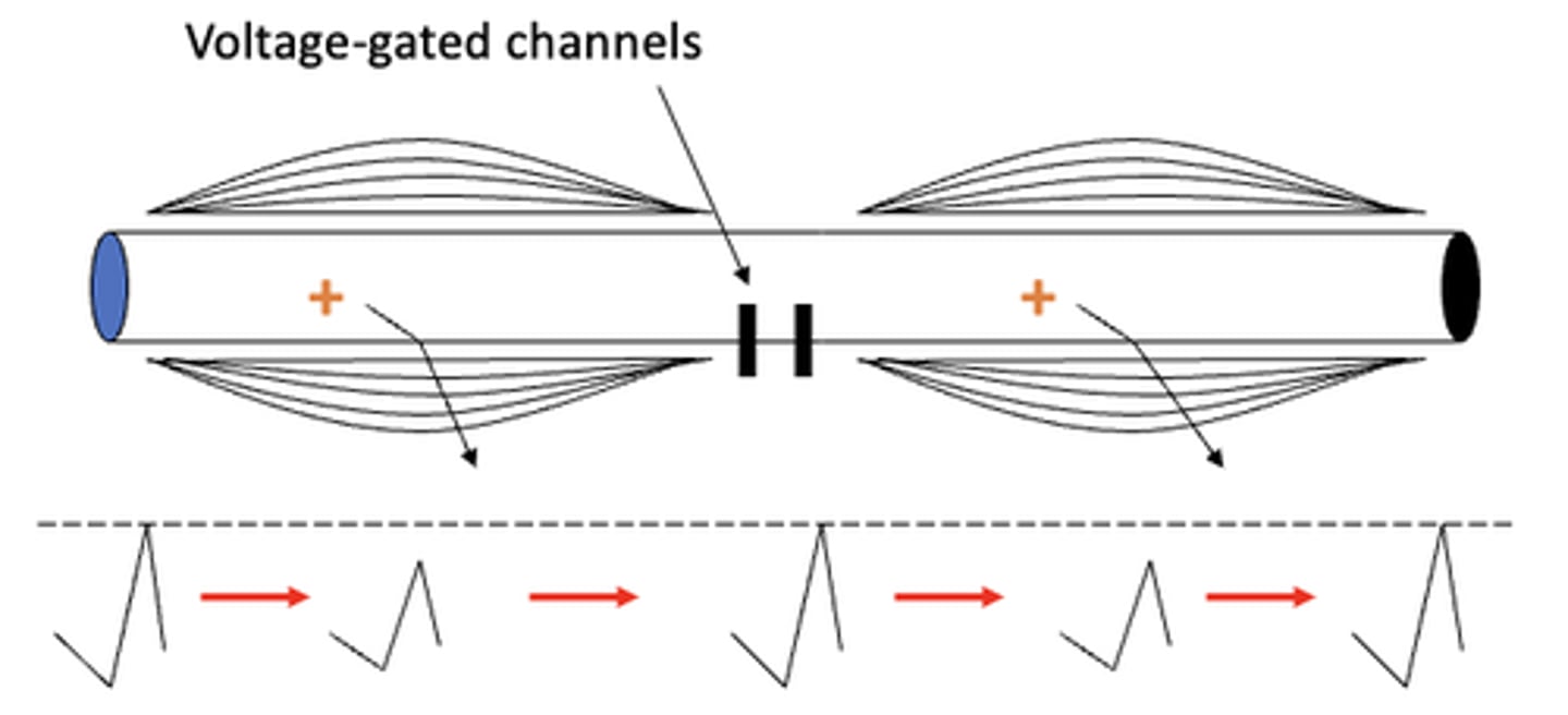 <p>false; the myelin sheath CANNOT be continuous because there is still current leak happening across the membrane. there has to be breaks containing voltage-gated sodium and potassium channels to regenerate the action potential</p>