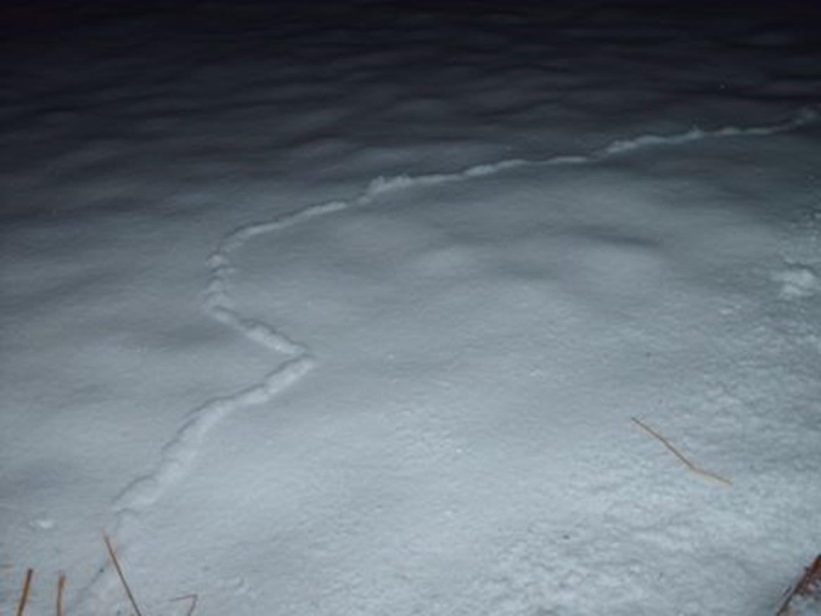 <p><span>A under snow tunnel for rodents</span></p>