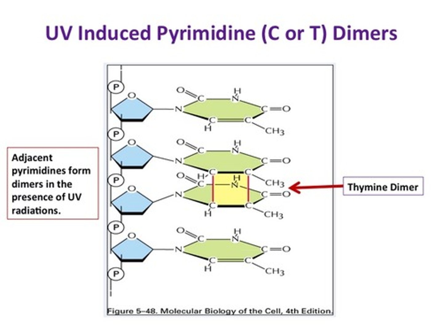 <p>Adenine, Thymine, Cytosine, Guanine (A, T, C, G)</p>