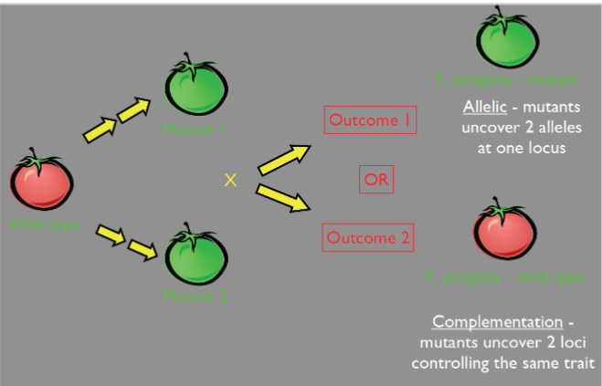 <ul><li><p>works when phenotype is recessive</p></li><li><p>useful tool to determine how many genes contribute to trait (complementation groups)</p></li><li><p>mutant phenotype = same gene</p></li><li><p>no mutant phenotype = diff genes</p></li></ul>
