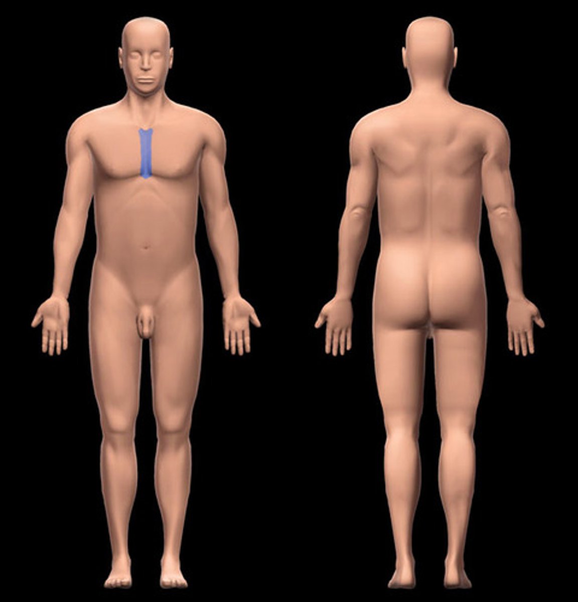 <p>the area in the middle of the chest over the sternum</p>