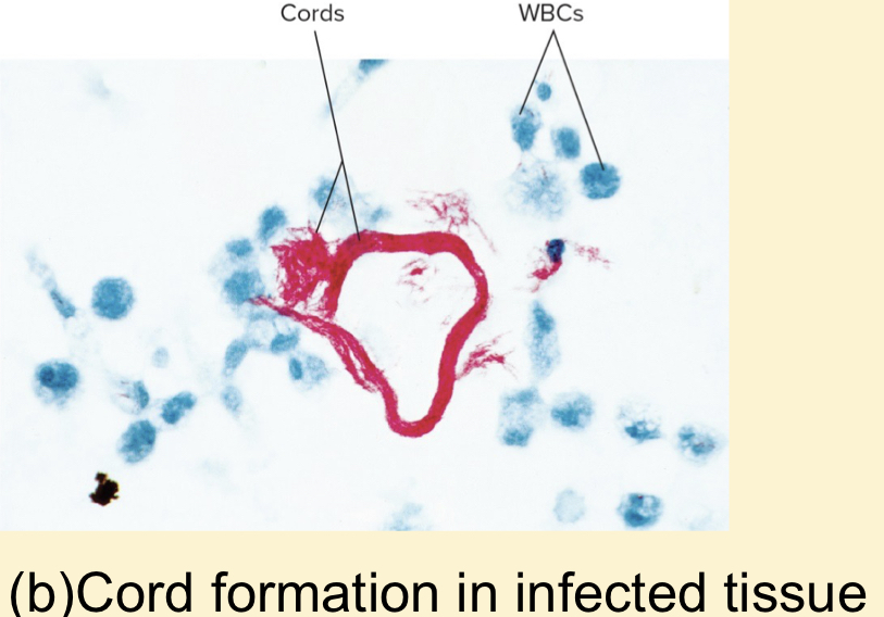 <p></p><ul><li><p>Lipid found in M. tuberculosis</p></li><li><p>Protects the cell from destruction by lysosomes or macrophages by surrounding the cell</p></li></ul>