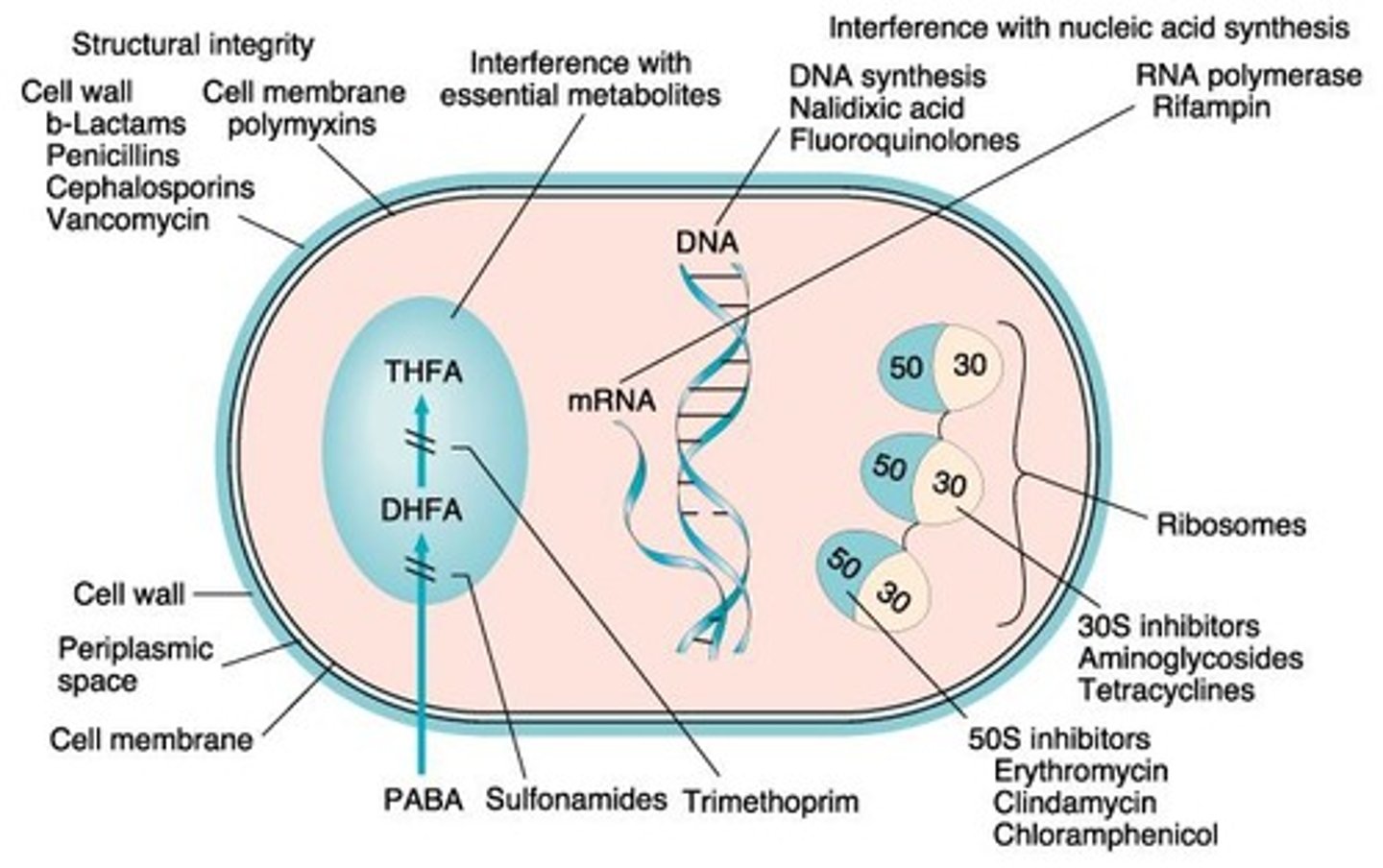 <p>Bind to penicillin binding proteins (PBP) on cell wall and interrupt cell wall synthesis</p>