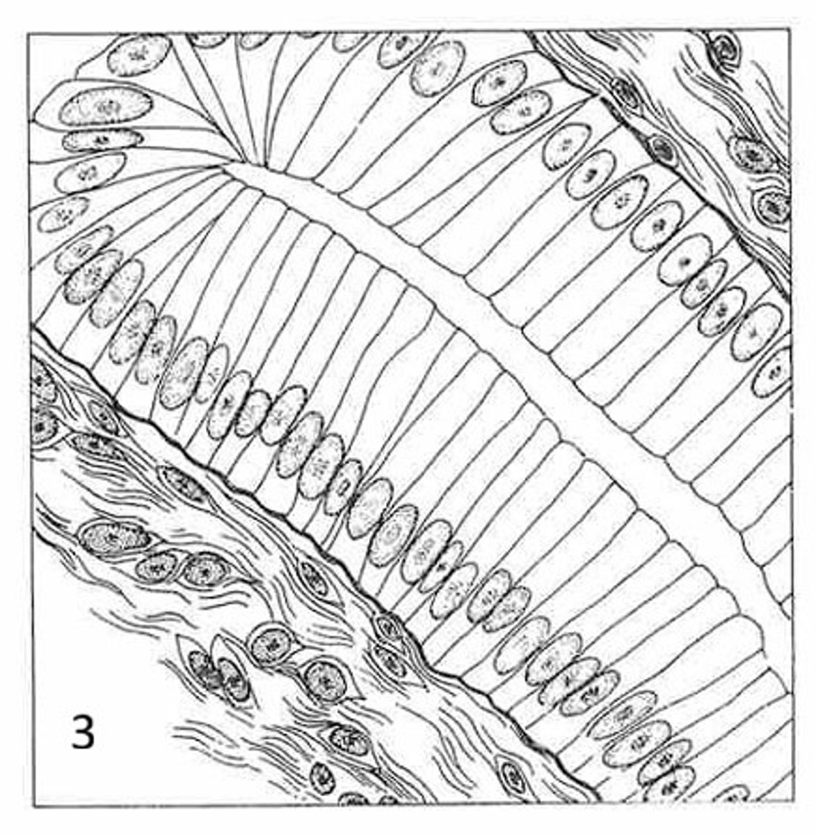 <p>Where is this tissue located?</p>