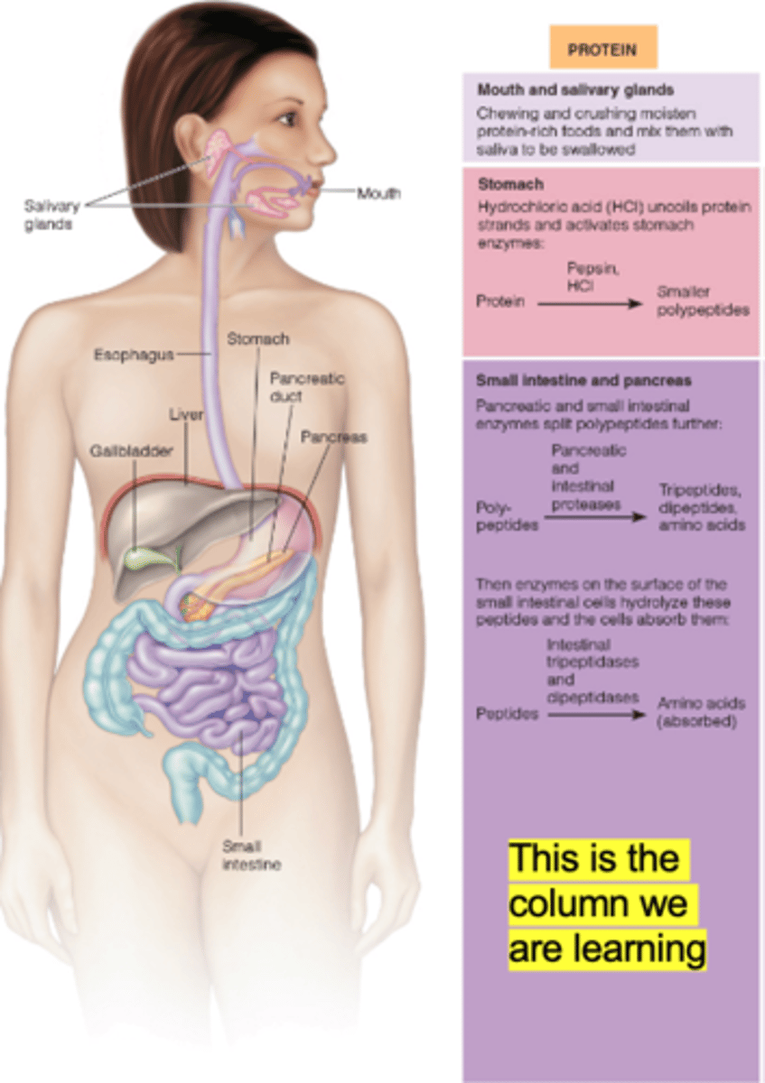 <p>mouth, stomach, and small intestine</p>