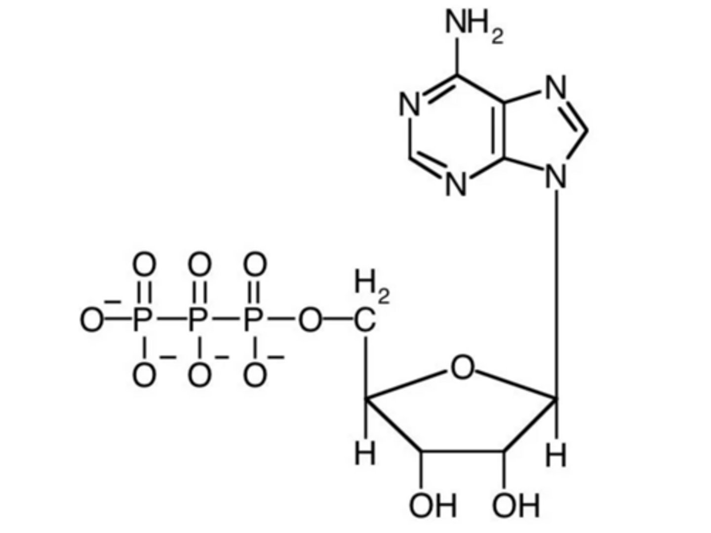 <p>ATP</p>
