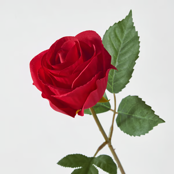 <p>widely recognized (romance→rose)</p>