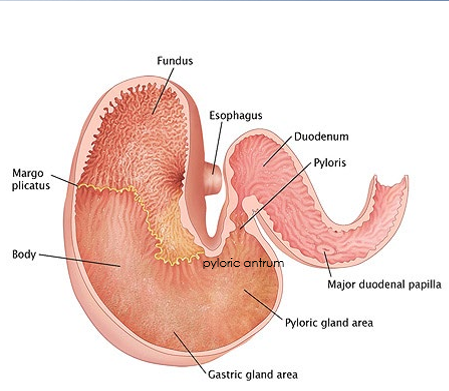 <ul><li><p>horses, pigs, humans, dogs, cats, etc. are monogastric</p><ul><li><p>single chamber stomach</p></li></ul></li><li><p>subdivided into regions</p><ul><li><p>cardia</p></li><li><p>fundus</p></li><li><p>body</p></li></ul></li><li><p>pyloric antrum</p></li><li><p>pylorus</p></li><li><p>lesser curvature</p></li><li><p>greater curvature</p></li></ul><p></p>