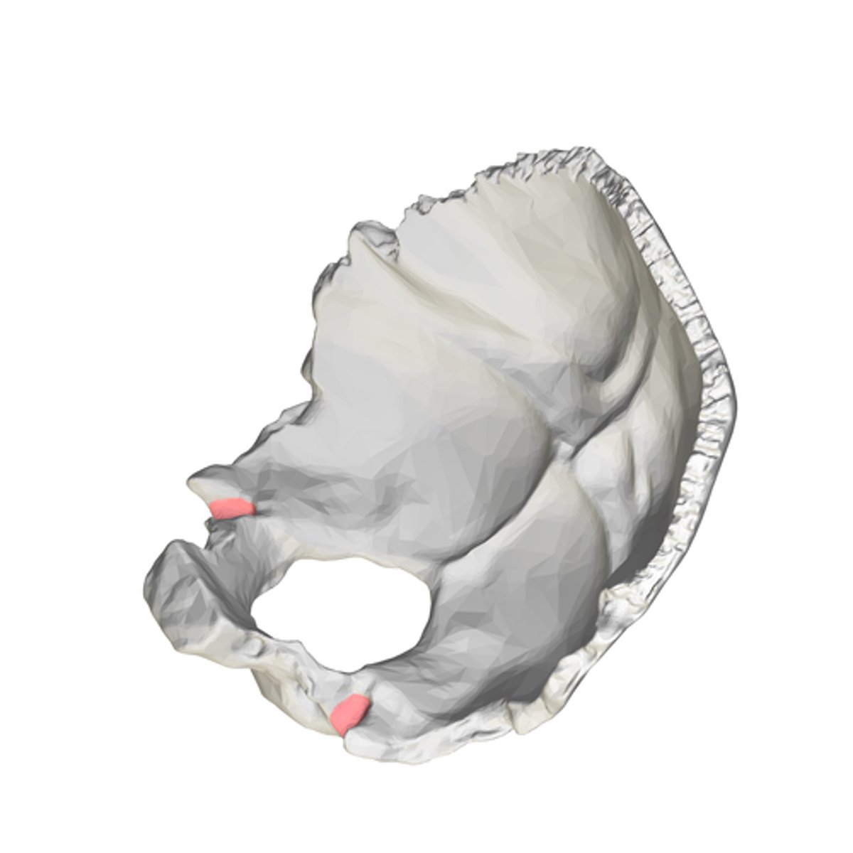 <p>occipital bone</p>