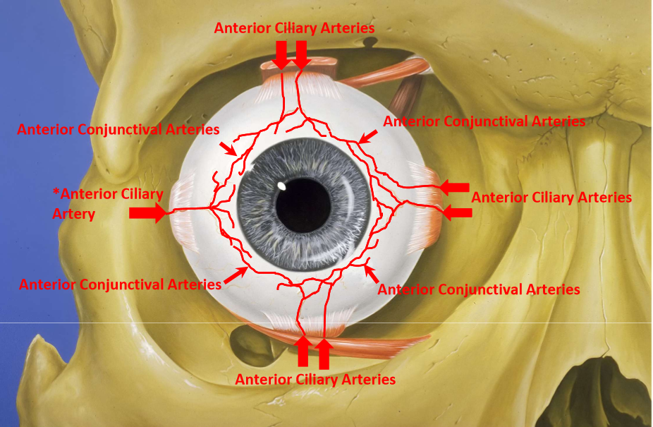 <ul><li><p>lateral rectus only has 1 anterior ciliary artery</p></li><li><p>the rest have 2</p></li></ul><p></p>