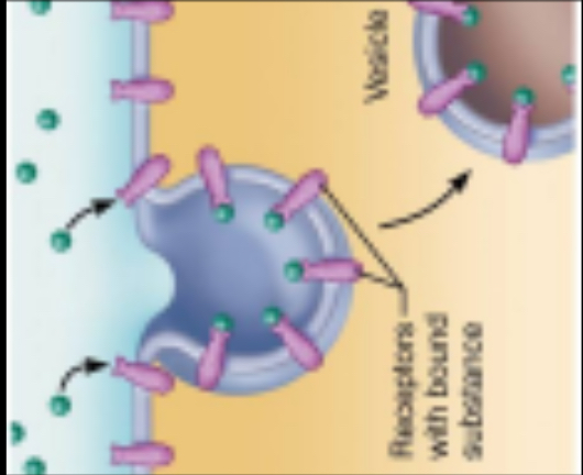 <p>Type of Transport?</p>