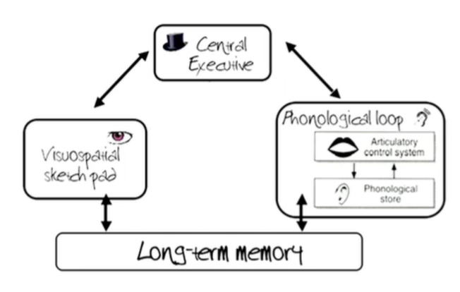 
1. **Central executive:** central control that coordinates other systems and allocates resources
2. **Visuospatial sketchpad:** processes and entertains visual and spatial information
3. **Phonological loop:** processes verbal and acoustic information. decay of information very rapid