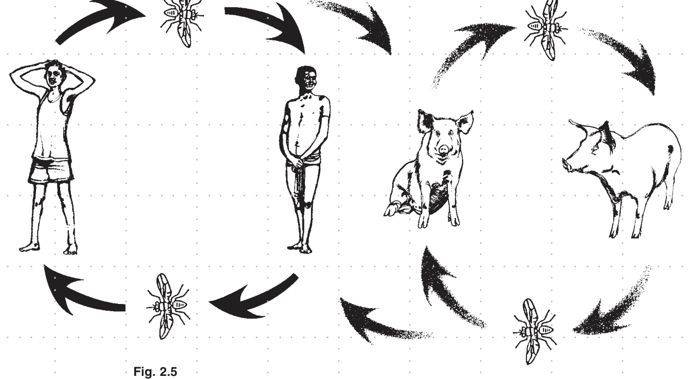 <ul><li><p>domestic pigs</p></li><li><p>humans</p></li></ul><p></p>