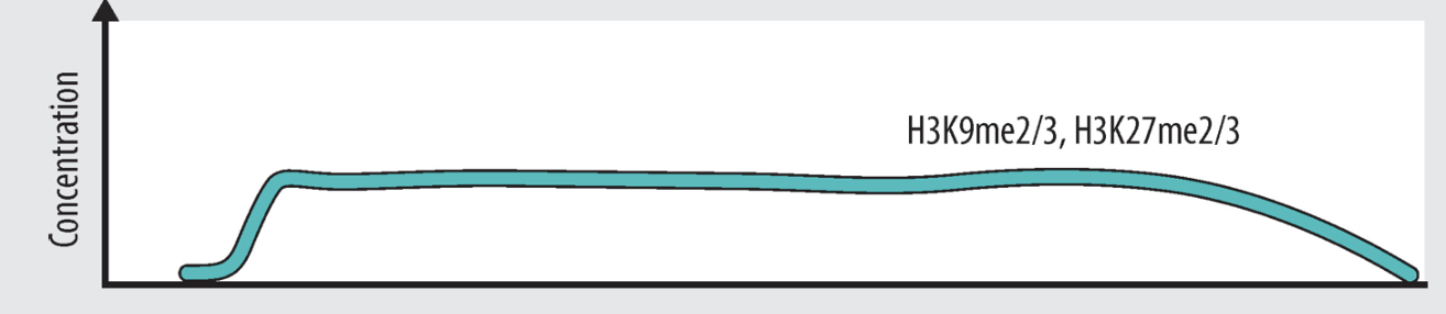 <p>active or repressed gene</p>