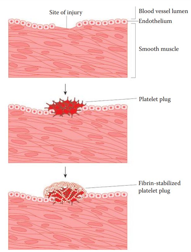 Diagram of hemostasis. Hemostasis occurs at the site of injury of a blood vessel.