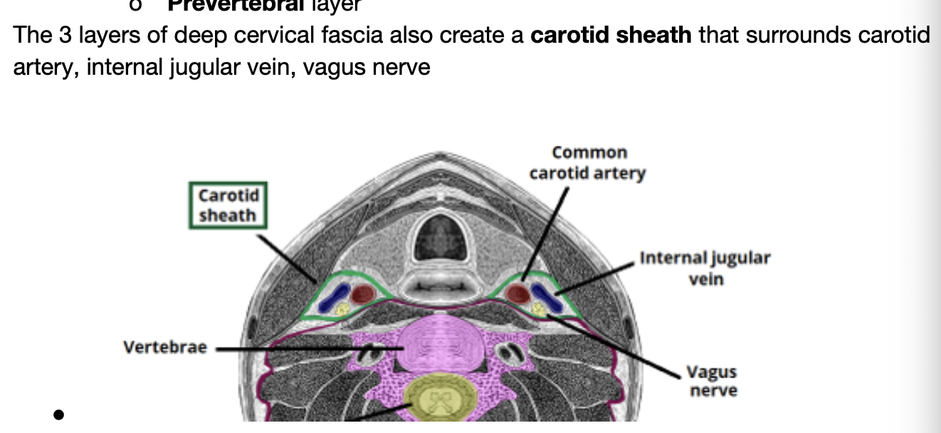 <p>carotid</p><p>artery, internal jugular vein, vagus nerve</p>