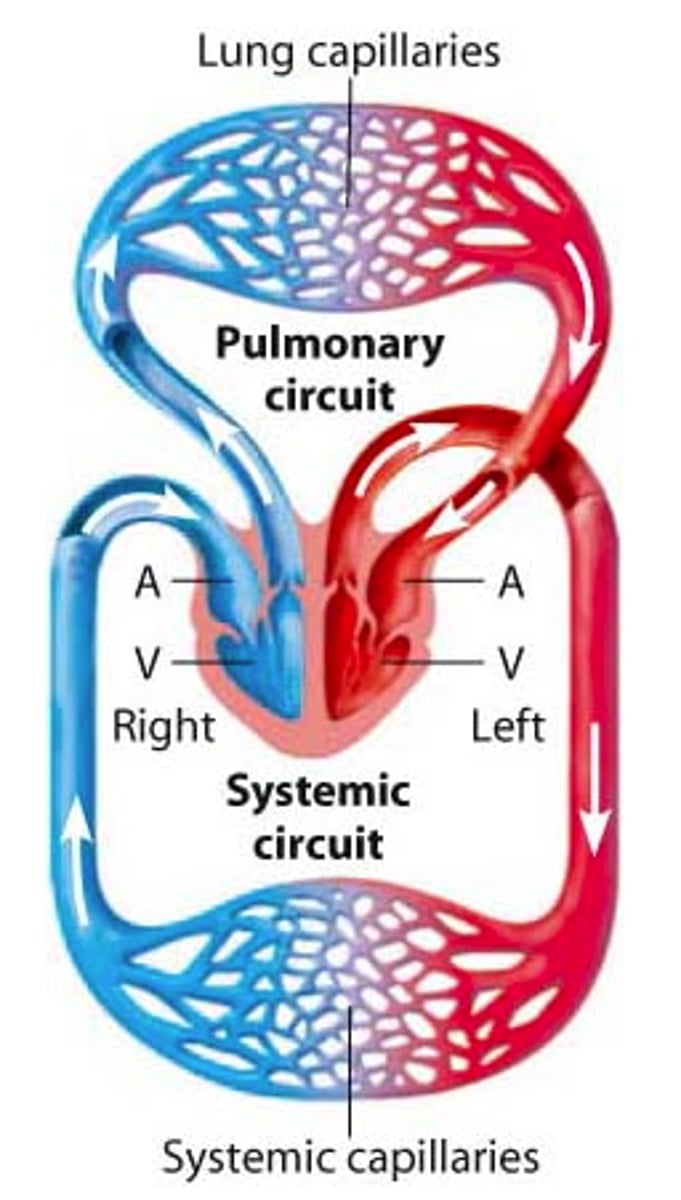 <p>The human circulatory system is a double system that has a circuit linking the heart and lungs and a circuit that links the heart to the rest of the body</p>