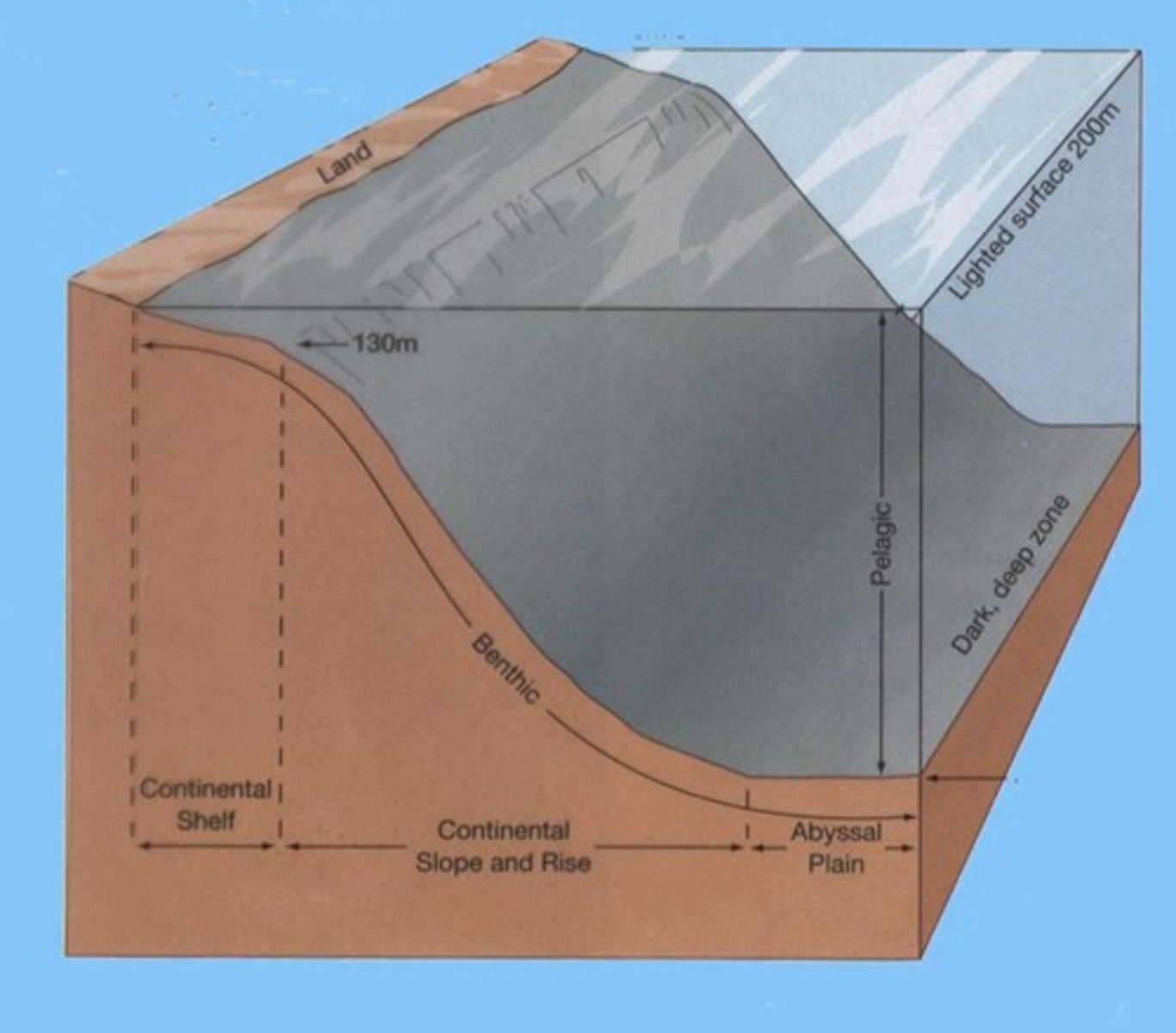 <p>Organisms that live on or in the seafloor.</p>