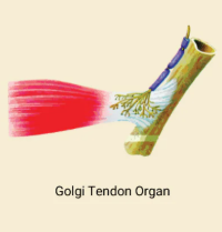 <p><strong>____ protect tendons and muscle from contracting with excessive force.</strong></p>