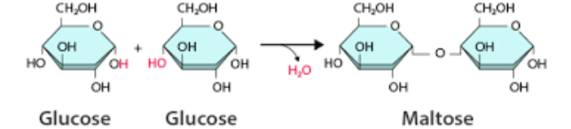 <p>This is a reaction that are used to create marcmolecules and this is when the subcomponents of a water molecule (H and OH) are removed from interacting monomers and a covalent bonds forms between them. </p><p>The H and OH join together to form a molecule of water, water is a byproduct of this reaction.</p>