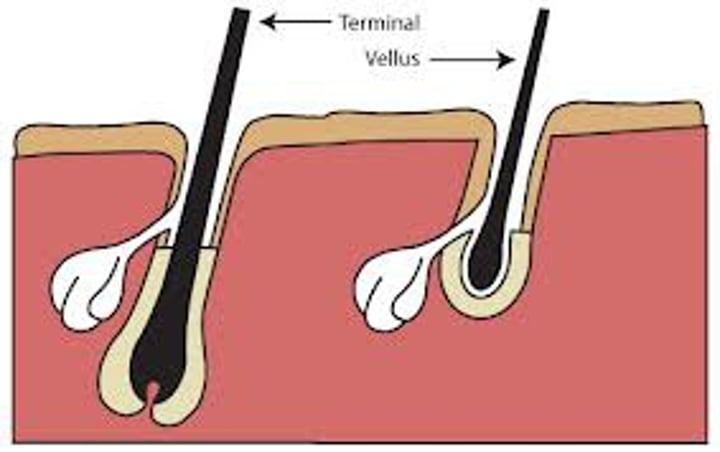 <p>coarse, long hair of eyebrows, scalp, axillary, and pubic regions</p>