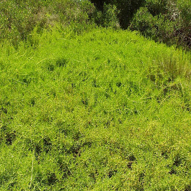 <p>Saltwort*</p><p>Patches with much more twisted branches overlapping each other</p>