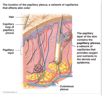 <ul><li><p>hemoglobin is red pigment found in red blood cells</p></li><li><p>blood flows to dermis through subpapillary plexus</p><ul><li><p>more blood flow to region results in redder color</p></li><li><p>less blood flow to the region initially results in pale color</p></li></ul></li><li><p>sustained reduction of blood flow decreases available oxygen</p><ul><li><p>lower oxygen levels make hemoglobin darker red</p></li><li><p>from surface view, skin has bluish color (cyanosis)</p></li></ul></li></ul><p></p>