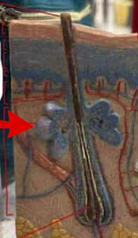 <p>A type of exocrine gland in the skin that produces sebum, an oily substance that helps to lubricate and waterproof the skin and hair. </p>