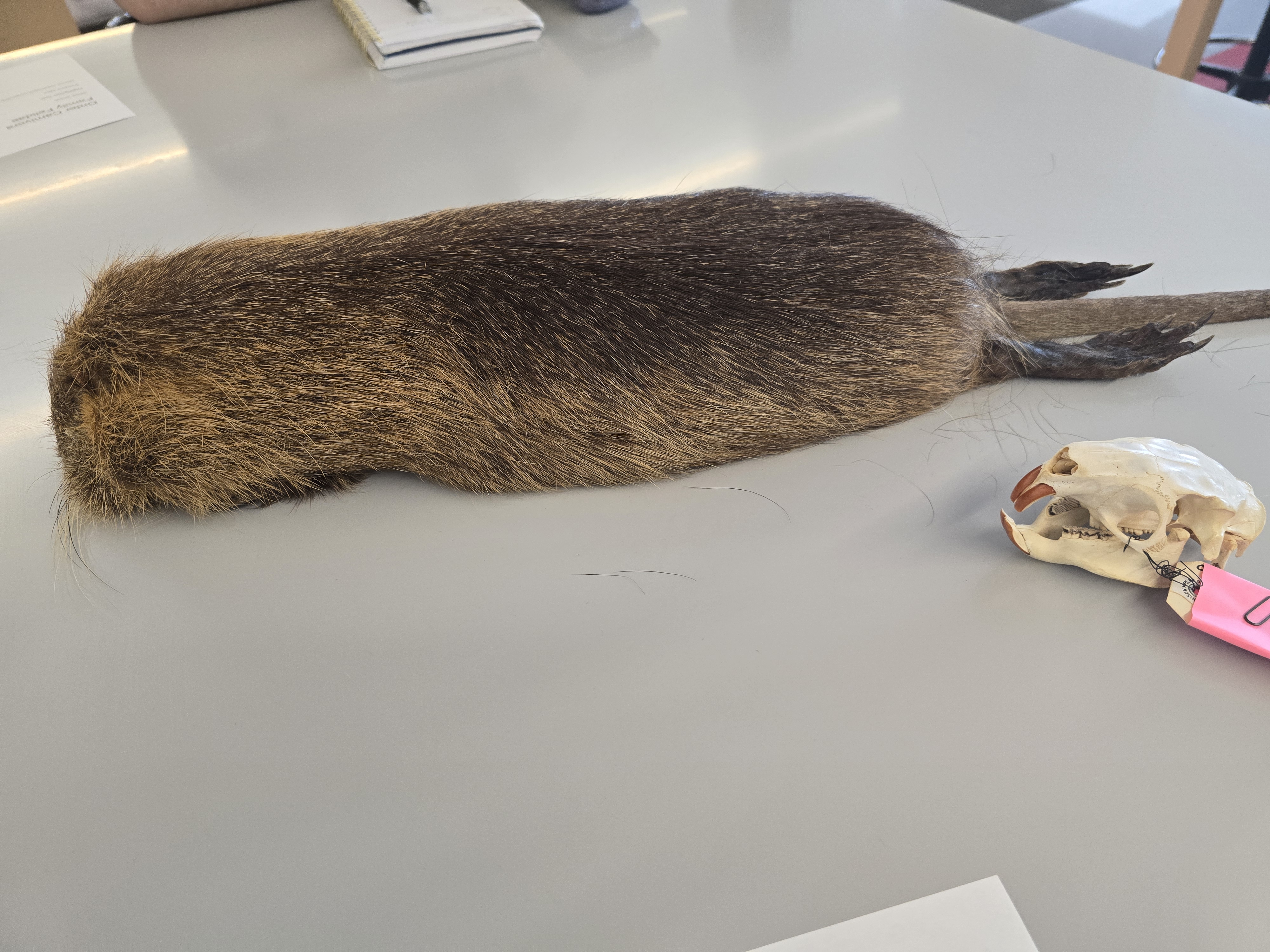 <p><span><span>Myocastor coypus</span></span></p>