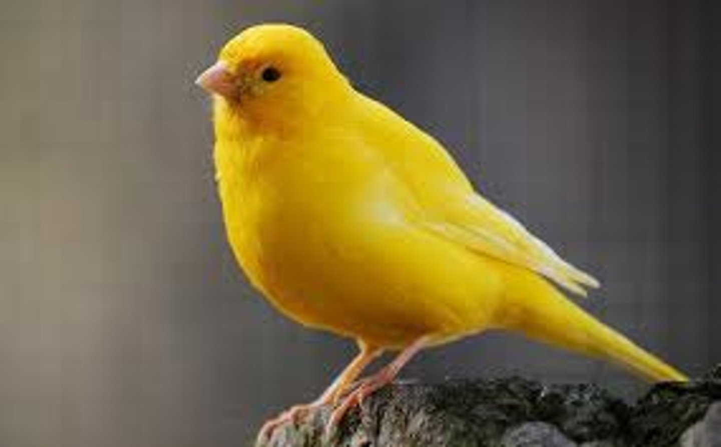 <p>canary</p>