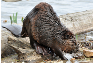 <p>dorsoventrally flattened paddle-scaly tail; hindfeet are webbed; ecosystem engineer</p>