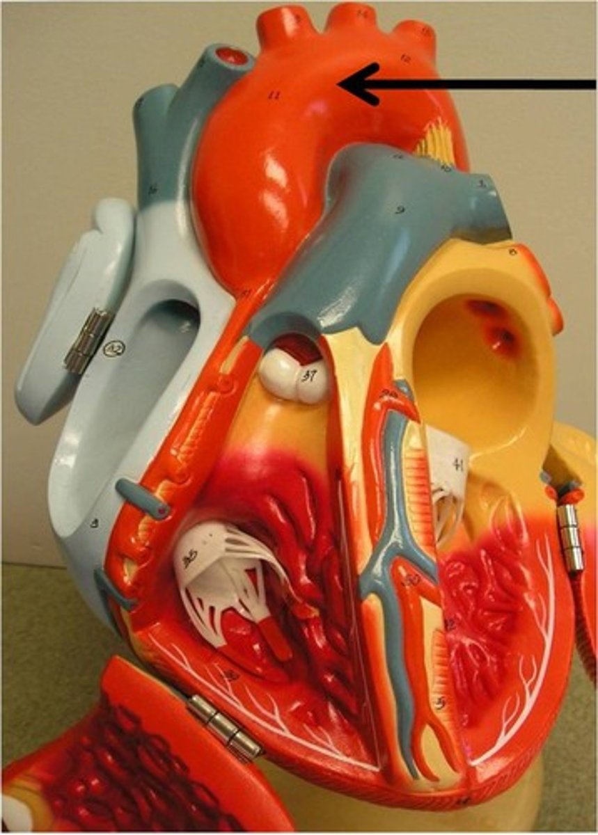 <p>Function: deliver oxygren rich blood to whole body</p>