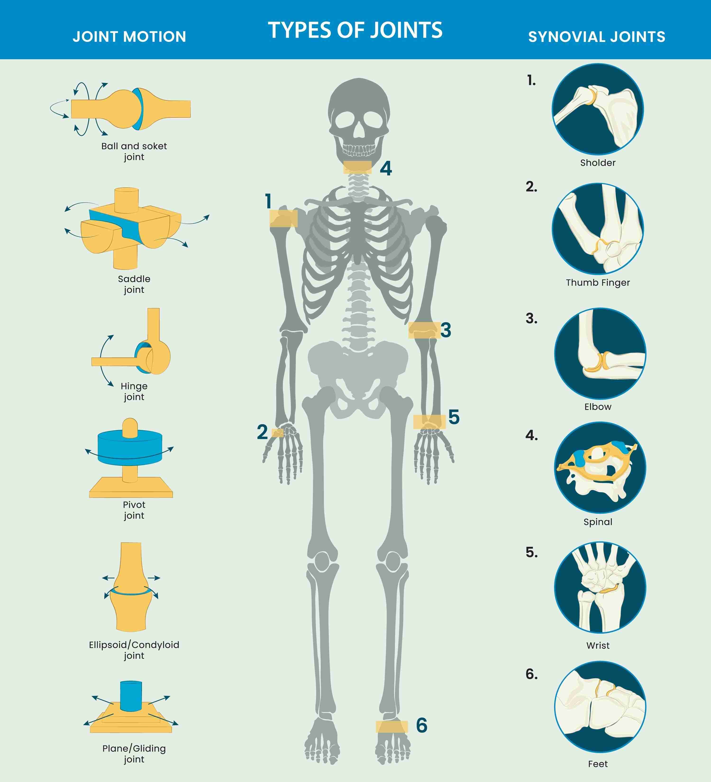 <p>Joints</p>