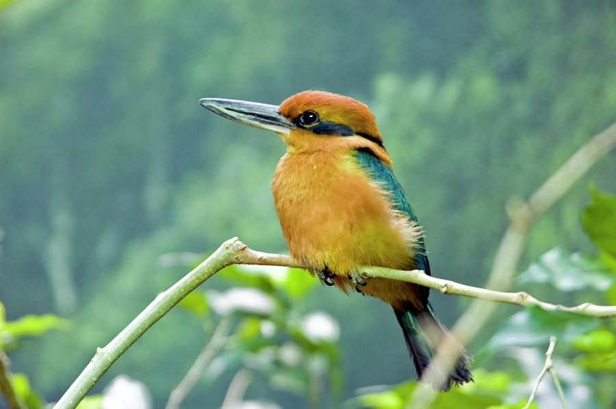 <p>Micronesian Kingfisher</p>