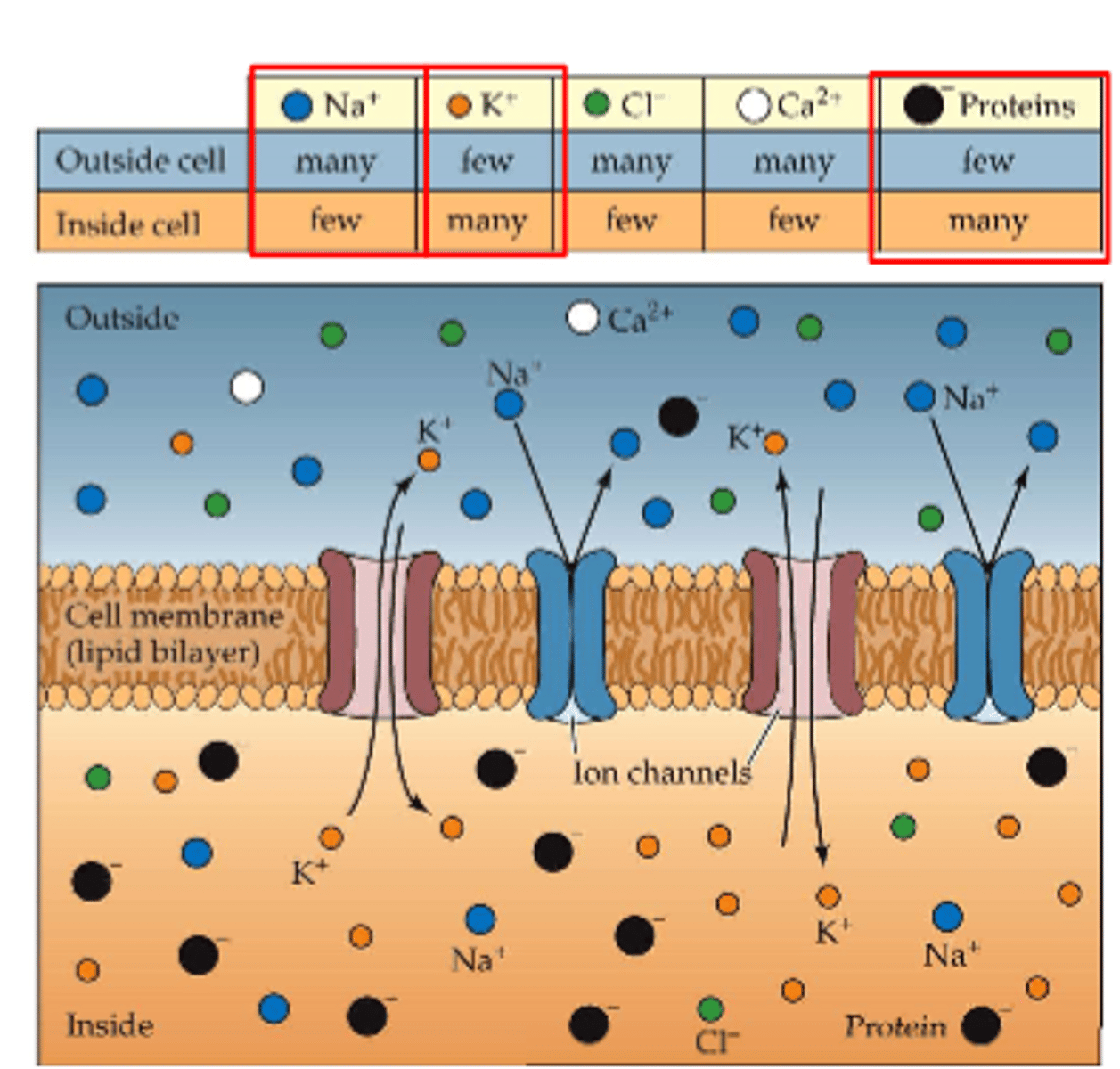 <p>1. selectively permeable membrane</p><p>-large protein anions (negative) that can't pass through cell membrane to get outside of cell</p><p>2. ions moving toward equilibrium potential</p><p>-resting passive K+ channels allow K+ cations to pass through membrane into intracellular space</p><p>-concentration gradient pushes K+ out of cell</p><p>-balance (equilibrium) of forces reached (at -65mV)</p><p>3. Na/K pump (active)</p><p>-Na+ cations pumped out of cell against electrostatic and concentration gradients (leak into cell)</p>