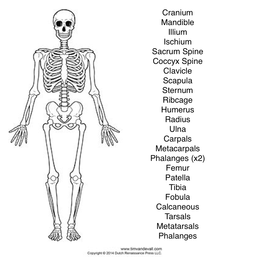 <p>Using the blank diagram and the list of words, indicate where they are</p>