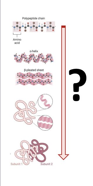 <ul><li><p>protein structure = primary, secondary, tertiary, quaternary</p></li><li><p>one of the most important goals of computational biology</p></li><li><p>extremely challenging</p></li><li><p>approaches to predict 3D structures</p><ul><li><p>Ab initio predictions</p><ul><li><p>without prior knowledge</p></li><li><p>calculations that attempt to <u>minimize the free energy of a structure</u></p></li></ul></li><li><p>knowledge based methods</p><ul><li><p>an unknown <u>primary structure</u> is examined for compatibility with <u>known protein structures/fragments</u></p></li></ul></li></ul></li></ul><p></p>