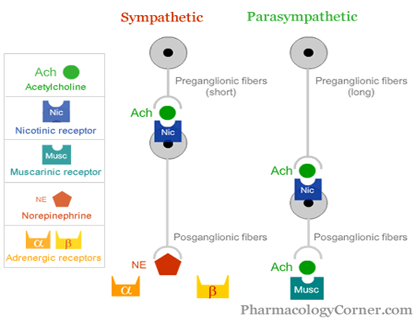 <p>list the neuromuscular blocking drugs (anticholinergics)</p>