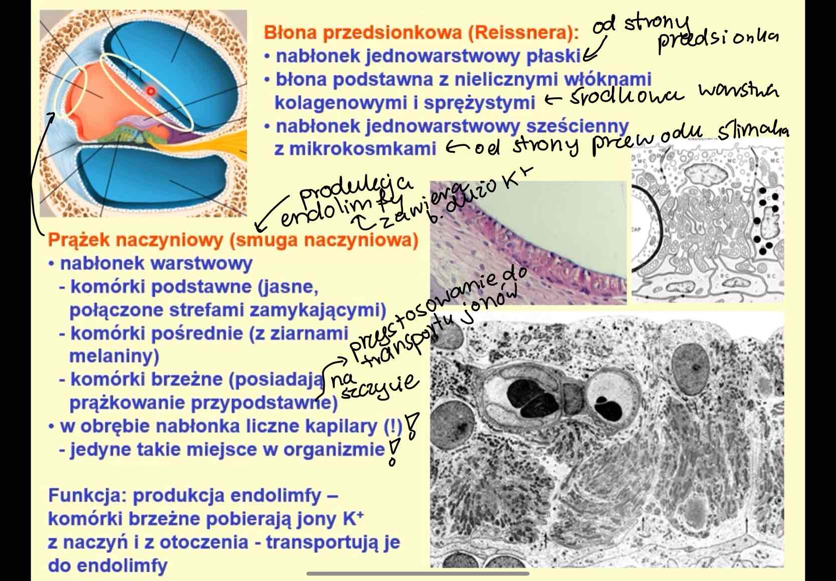 <p>prążek naczyniowy / smuga naczyniowa</p>