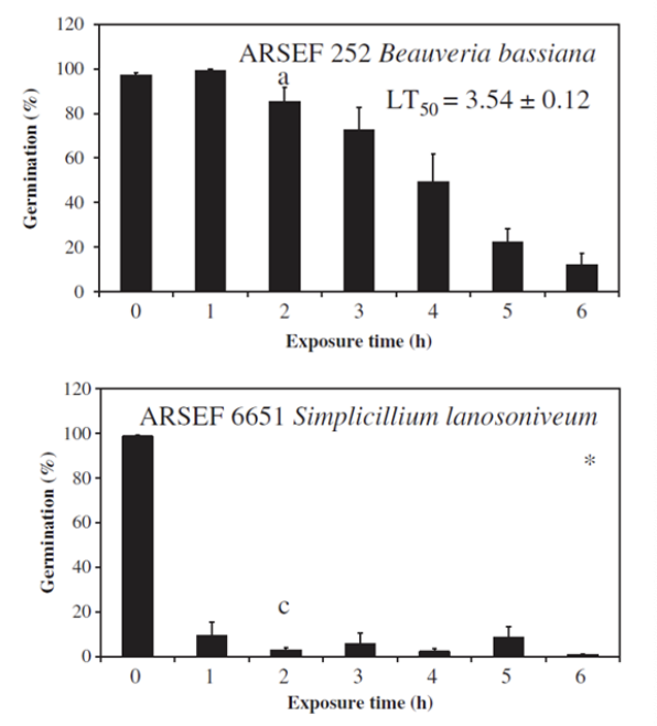 <ul><li><p>Water has <strong>high specific heat / high heat capacity </strong>and thus organisms that retain it will be more thermotolerant</p></li><li><p><strong>Fungi that produce hydrophobic conidia</strong> (i.e., have waterproofing qualities → cuticle) <u>retain water more and thus are more heat tolerance</u></p></li><li><p>When they compared growth of B. bassiana (which produce hydrophobic conidia) and S. lano (hydrophilic conidia) under 45 wet heat, mean germination% immediately fluctuated in nonhydrophobic; <u>higher survivability in fungi with hydrophobic conidia</u></p></li></ul><p></p>
